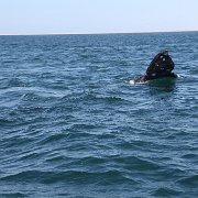 IMG 0001 2 (270)